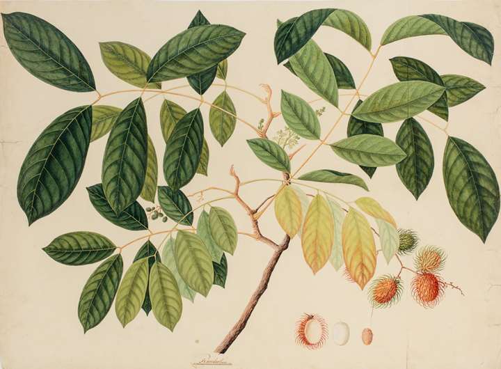 A Study of a Rambutan (nephelium lappaceum) 